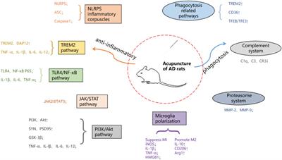 Research progress in the mechanism of acupuncture regulating microglia in the treatment of Alzheimer’s disease